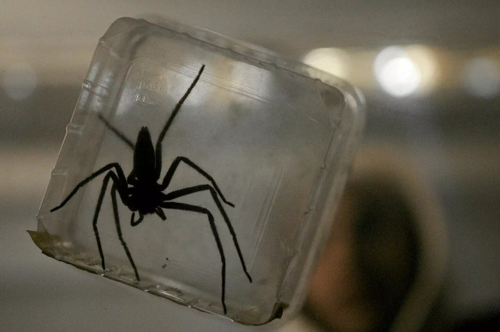 Vermines, Sebastien Vanicek