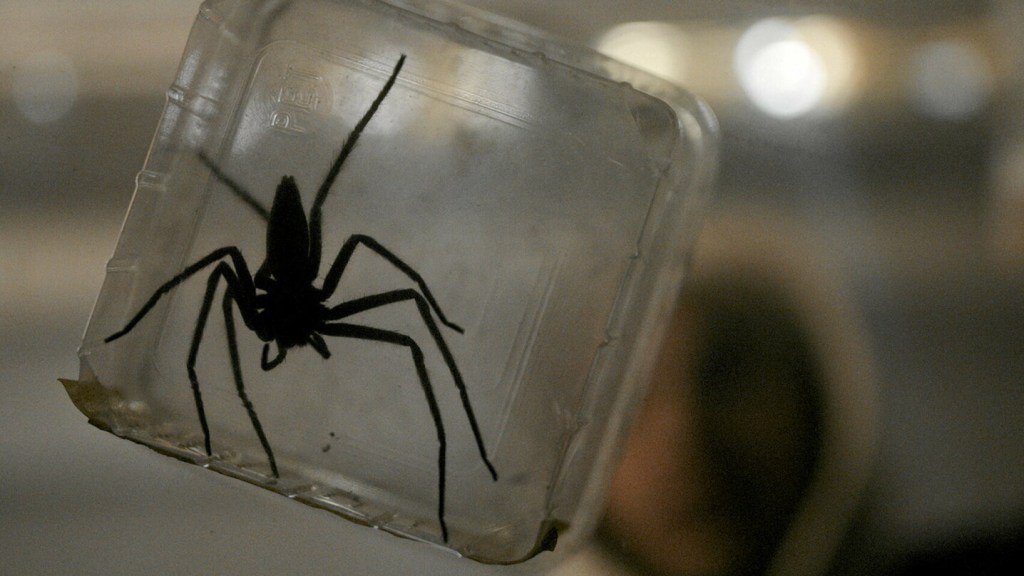 [FEFFS 2023] L&rsquo;équipe de Vermines nous parle du tournage du film et des araignées&nbsp;!