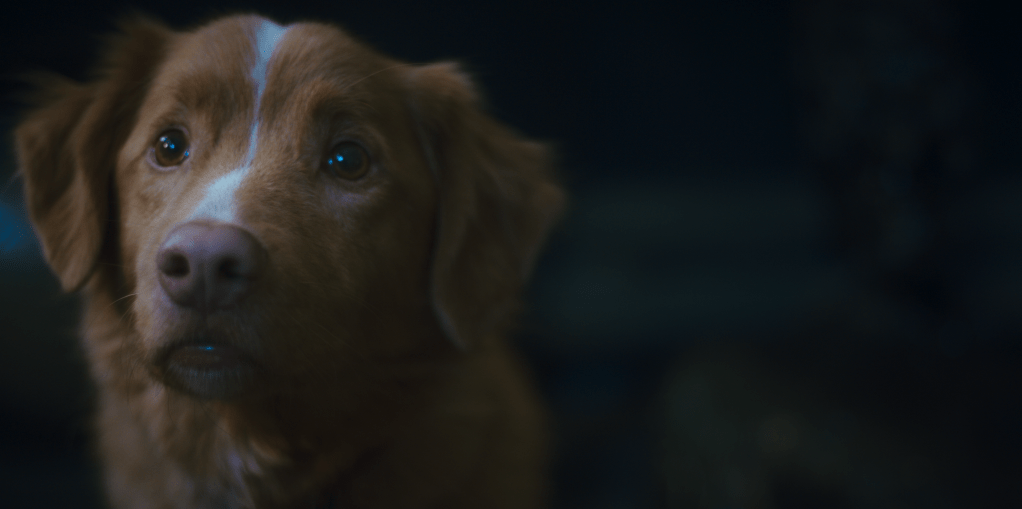 Good Boy, Entité(s) Maline(s) et&nbsp;Canitude