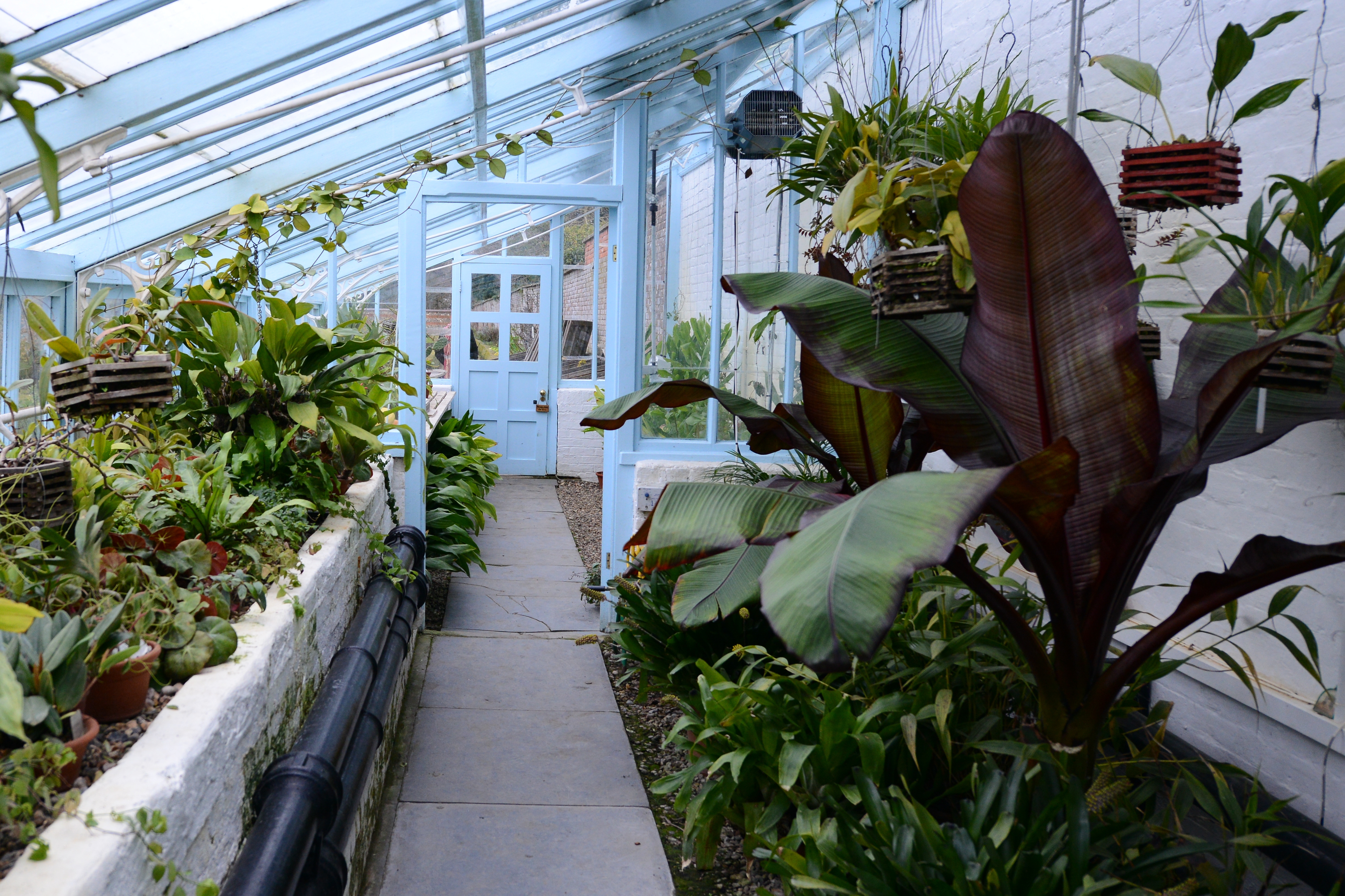 L&rsquo;anthropophagie végétale, si supposément&nbsp;réelle