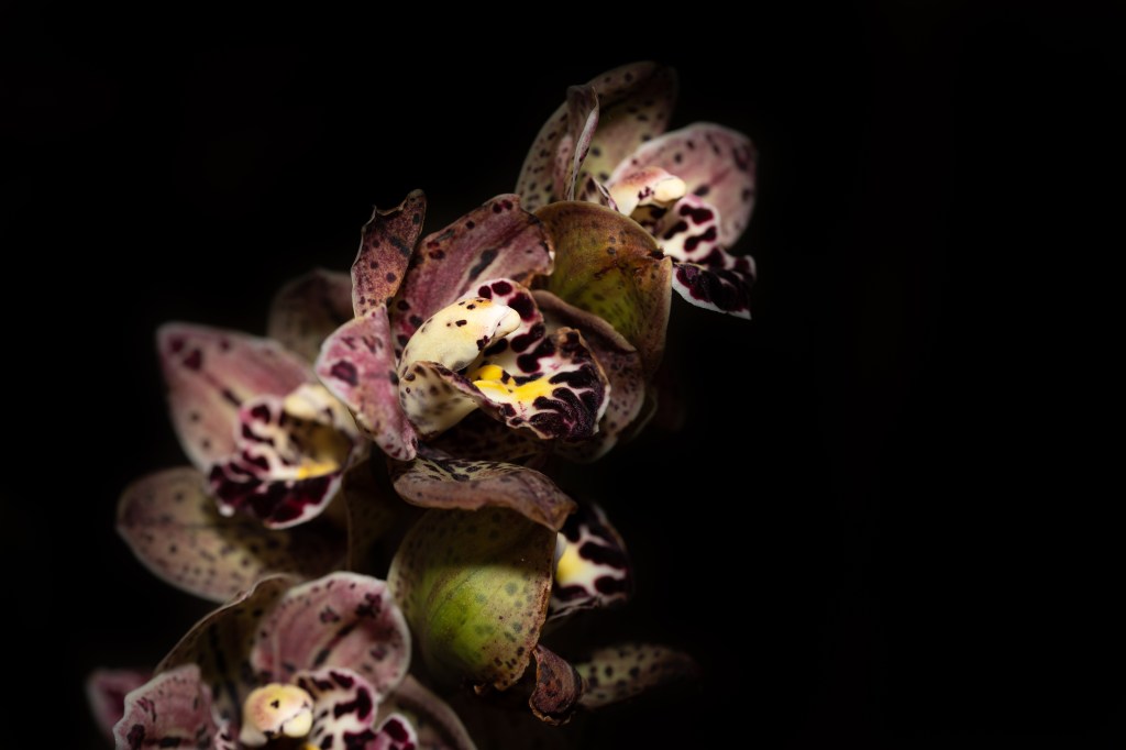 L'étrange orchidée